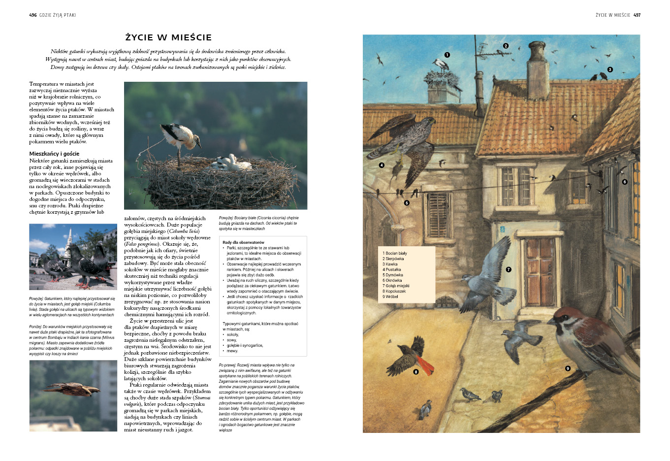 Encyklopedia ptaków świata