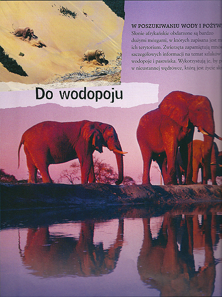 Niezwykłe wedrówki