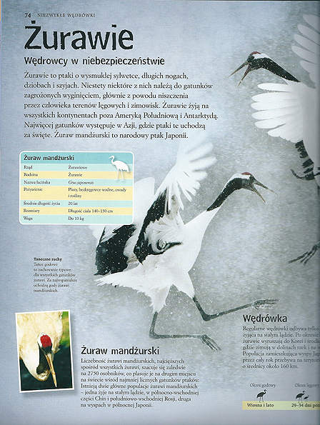 Niezwykłe wedrówki